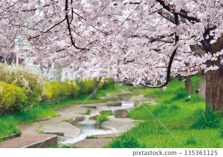 綠川(河口市)的櫻花 綠川(河口市)的櫻花 135361125