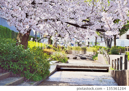 睦地水濱公園（埼玉市南區） 135361284