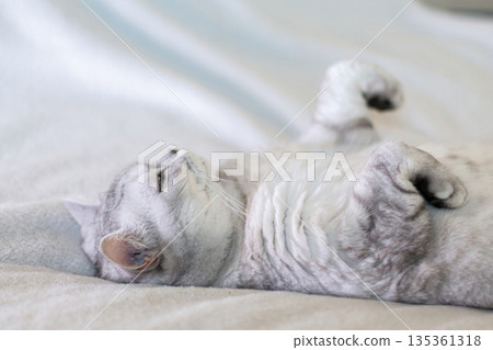 Scottish straight cat lies on his back. Cat upside down. Close up white cat face. Favorite pets, cat food. 135361318