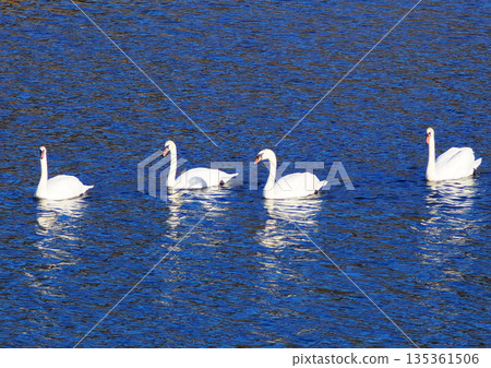 Swan floating on the surface of the water 135361506