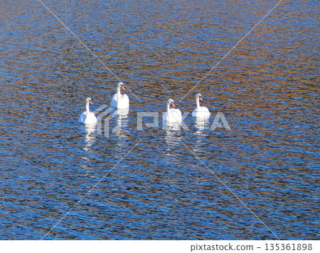 Swan floating on the surface of the water Swan floating on the surface of the water 135361898