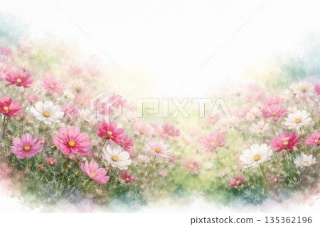 波斯菊、秋櫻花、盛開的波斯菊田 135362196