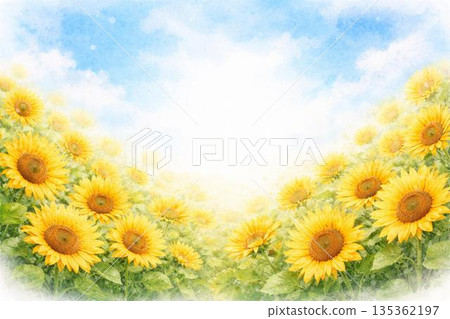 盛開的向日葵 135362197