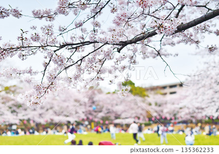 瓦拉比市民公園 瓦拉比市民公園 135362233