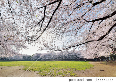Warabi Civic Park Warabi Civic Park 135362277