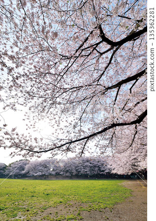 Warabi Civic Park 135362281
