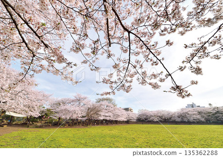 瓦拉比市民公園 瓦拉比市民公園 135362288