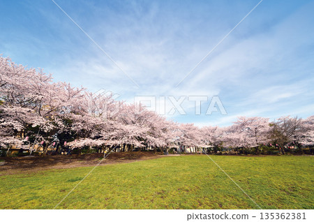 Warabi Civic Park 135362381