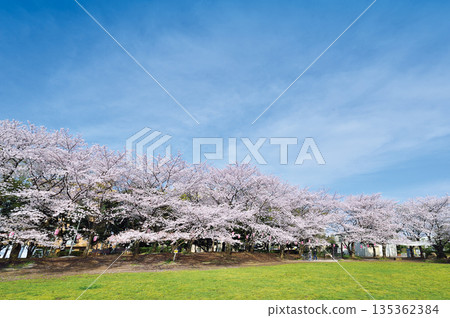 Warabi Civic Park Warabi Civic Park 135362384