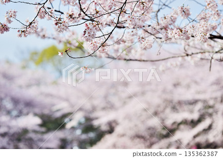 瓦拉比市民公園 瓦拉比市民公園 135362387