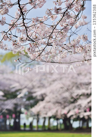 瓦拉比市民公園 瓦拉比市民公園 135362388