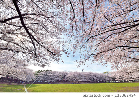 滑梯 砂坑 揮舞 135362454