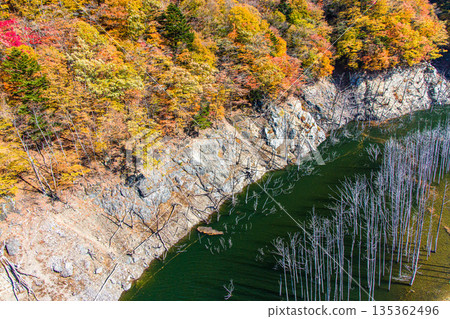 [Tochigi Prefecture_Oku-Nikko] Autumn leaves and white groves at Yunishigawa Dam Lake in November 135362496