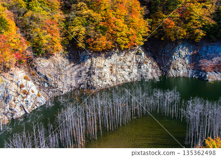 [Tochigi Prefecture_Oku-Nikko] Autumn leaves and white groves at Yunishigawa Dam Lake in November 135362498