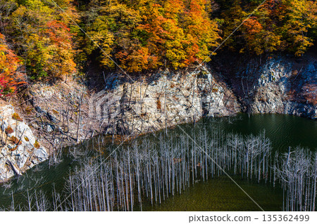 [Tochigi Prefecture_Oku-Nikko] Autumn leaves and white groves at Yunishigawa Dam Lake in November 135362499