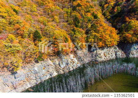 [Tochigi Prefecture_Oku-Nikko] Autumn leaves and white groves at Yunishigawa Dam Lake in November 135362501