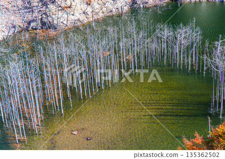 【栃木縣歐日光】十一月，湯西川水庫湖畔的秋葉與白雪皚皚的樹林 135362502