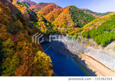 [Tochigi Prefecture_Oku-Nikko] Autumn leaves and white groves at Yunishigawa Dam Lake in November 135362503
