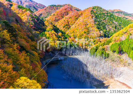 [Tochigi Prefecture_Oku-Nikko] Autumn leaves and white groves at Yunishigawa Dam Lake in November 135362504