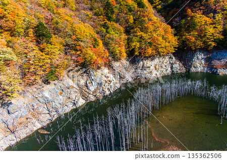 【栃木縣歐日光】十一月,湯西川水庫湖畔的秋葉與白雪皚皚的樹林 【栃木縣歐日光】十一月,湯西川水庫湖畔的秋葉與白雪皚皚的樹林 135362506