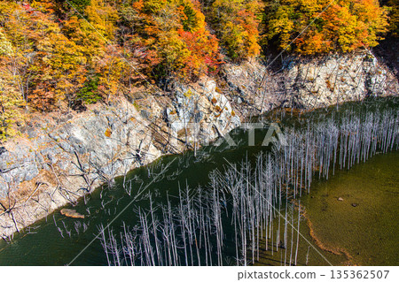 [Tochigi Prefecture_Oku-Nikko] Autumn leaves and white groves at Yunishigawa Dam Lake in November 135362507
