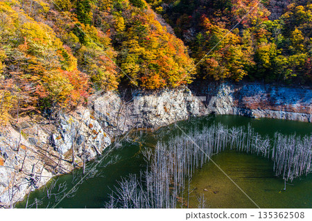 [Tochigi Prefecture_Oku-Nikko] Autumn leaves and white groves at Yunishigawa Dam Lake in November 135362508