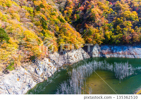 [Tochigi Prefecture_Oku-Nikko] Autumn leaves and white groves at Yunishigawa Dam Lake in November 135362510