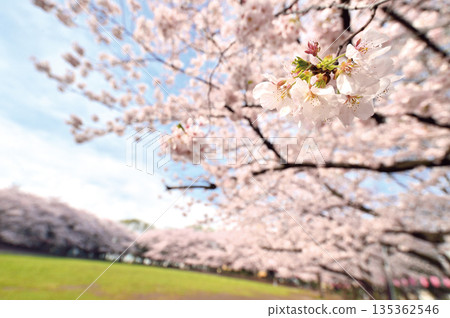 瓦拉比市民公園 135362546