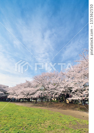 Warabi Civic Park Warabi Civic Park 135362550