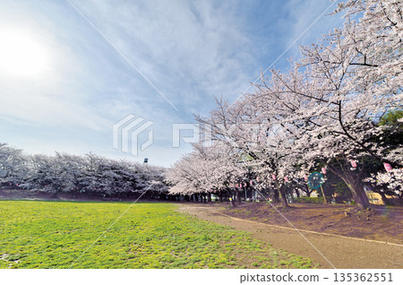 瓦拉比市民公園 瓦拉比市民公園 135362551