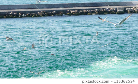 Seagulls Fishing Maldives Ocean: Birds feeding near breakwater, coastal scene. 135362554