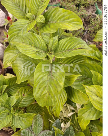 A close-up view of vibrant green leaves with pronounced veins, showcasing healthy foliage in a garden setting 135362794