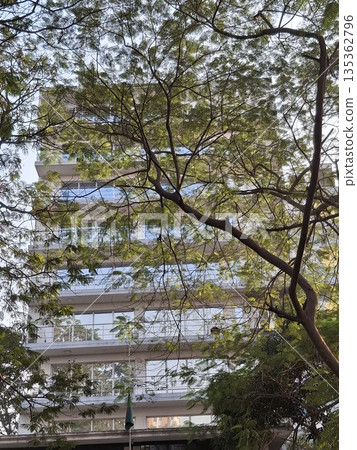 A modern office building peeks through a dense canopy of leafy trees, blending glass and concrete with nature A modern office building peeks through a dense canopy of leafy trees, blending glass and concrete with nature 135362796