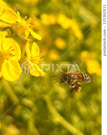 Rape blossoms and flying bees, blue spring sky and pollen balls 135362811