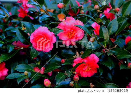 Red cold camellia Red cold camellia 135363019