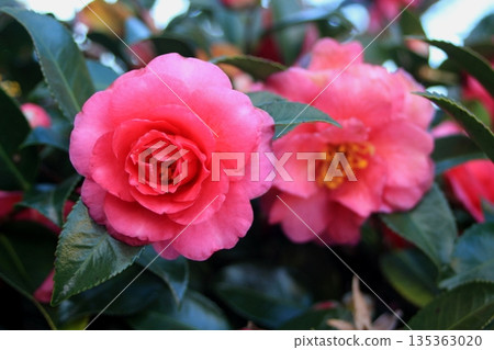 Red cold camellia Red cold camellia 135363020