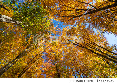 Autumn leaves forest looking up at vibrant golden foliage and blue sky Autumn leaves forest looking up at vibrant golden foliage and blue sky 135363030
