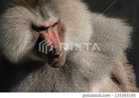 Baboon Portrait Zoo Animal Closeup. A hamadryas baboon stares intensely at the camera, its long, gray fur and prominent snout visible. Baboon Portrait Zoo Animal Closeup. A hamadryas baboon stares intensely at the camera, its long, gray fur and prominent snout visible. 135363195