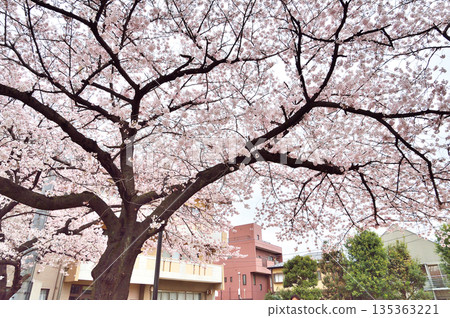 Akebono Park (Warabi City) Akebono Park (Warabi City) 135363221