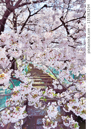 文藏川沿岸的櫻花(埼玉市及其他地區) 文藏川沿岸的櫻花(埼玉市及其他地區) 135363294