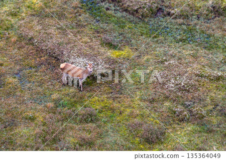 Red deer hind feeding in County Donegal, Ireland 135364049