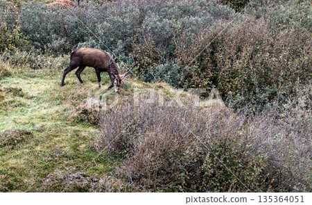 Lonely red deer stag during the rut in County Donegal, Ireland Lonely red deer stag during the rut in County Donegal, Ireland 135364051