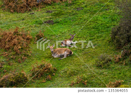 Red deer hinds resting in County Donegal, Ireland 135364055