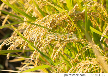 Rice field 135364112