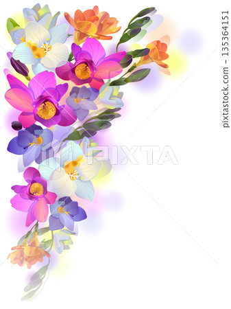 Spring background with gentle freesia flowers Spring background with gentle freesia flowers 135364151