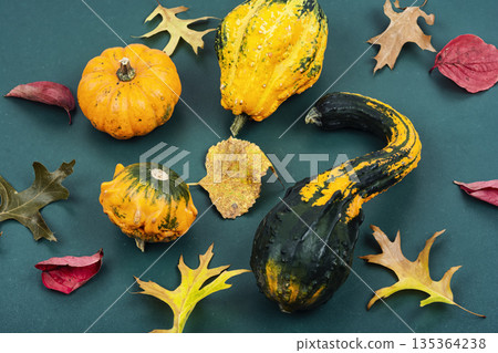 A collection of autumn harvest. 135364238
