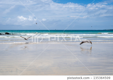 Pelicans on the sandy shores of Isabela Island, Galapagos Archipelago, Ecuador 135364509