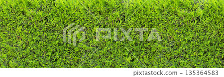 Green cypress hedge providing a natural texture background 135364583