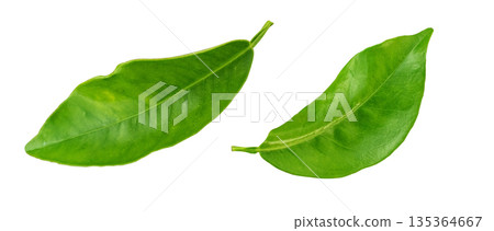 Fresh citrus green leaves showing natural foliage detail 135364667
