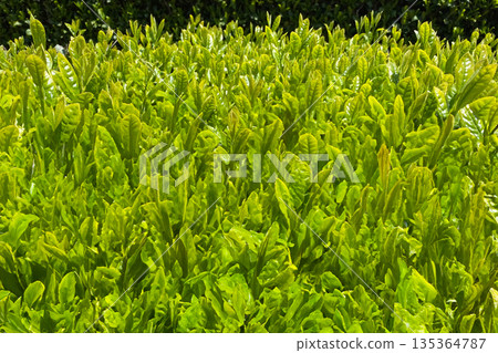 新茶 135364787